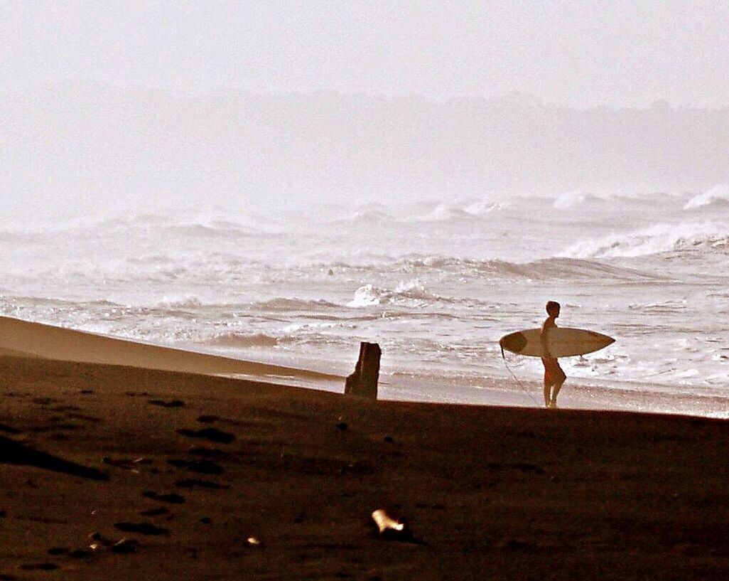 bird, beach, sea, shore, water, animal themes, sand, animals in the wild, full length, horizon over water, wave, beauty in nature, nature, wildlife, one animal, scenics, one person, tranquil scene, flying, tranquility
