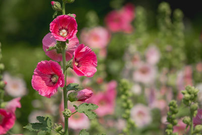 Close-up of pink flowers blooming outdoors