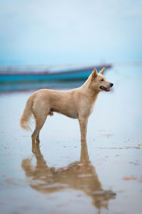 Dog looking at sea shore