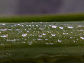 Close-up of wet leaf