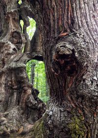 Moss growing on tree trunk