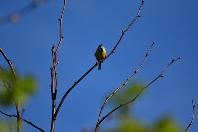 Low angle view of bird perching on branch against blue sky