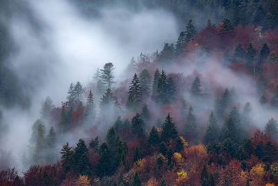 Trees in forest against sky during autumn