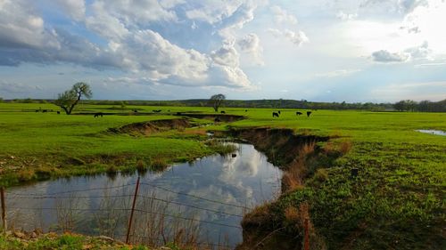 Stream amidst grassy field against cloudy sky on sunny day