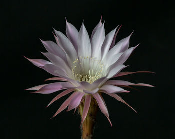 Close-up of white flower against black background