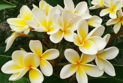 Close-up of white flowers