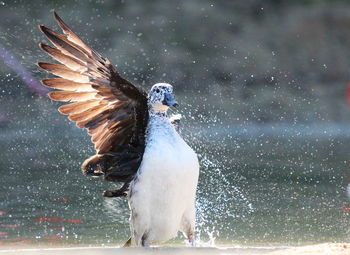 Bird flying over water