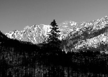 Pine trees on snowcapped mountain against sky