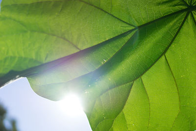 Close-up of green leaf