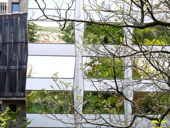 Plants growing in front of building