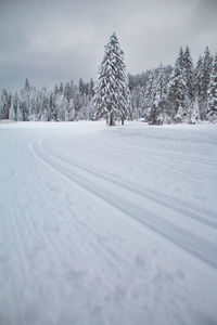 Trees on snow covered field against sky