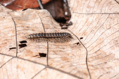 Full frame shot of tree bark in forest