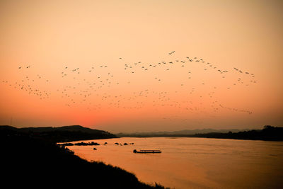 Flock of birds flying in sky