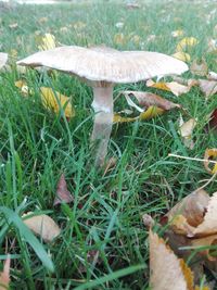 Close-up of mushroom on grass