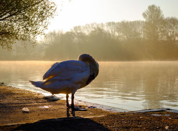 Close-up of pelican on lake at sunset