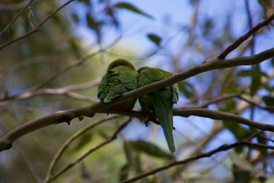 Close-up of lizard on tree branch