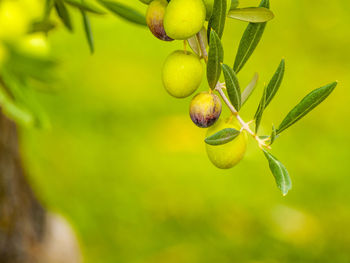 Close-up of fruit growing on tree