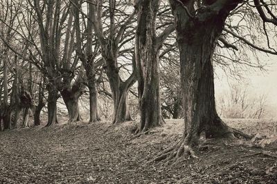 Bare trees in forest