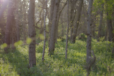 Trees in forest