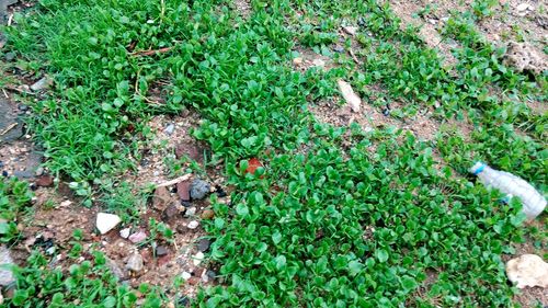 Plants growing on field