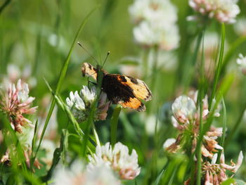 Close-up of butterfly pollinating on flower