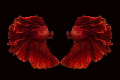 Close-up of red flower against black background