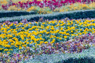 Full frame shot of yellow flowering plants on field