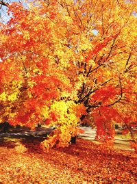 Autumn leaves on tree