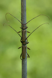 Close-up of barbed wire on wooden post