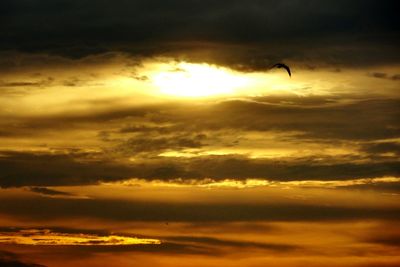 Low angle view of bird flying in sky