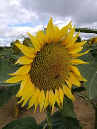 Close-up of fresh sunflower blooming on field against sky