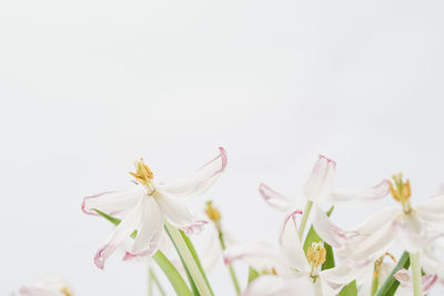 Close-up of white pink flowers