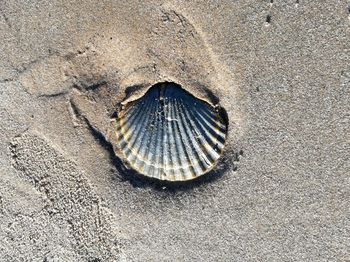 Close-up of crab on sand