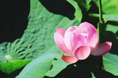 Close-up of pink flowers