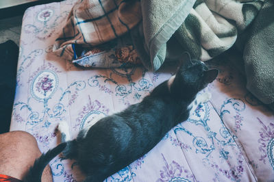 High angle view of cat relaxing on bed