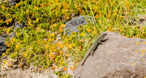 Close-up of lizard on rock