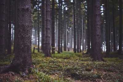 Trees in forest