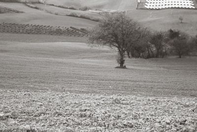 Scenic view of agricultural field