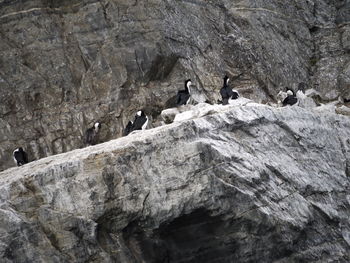 View of birds on rock formation