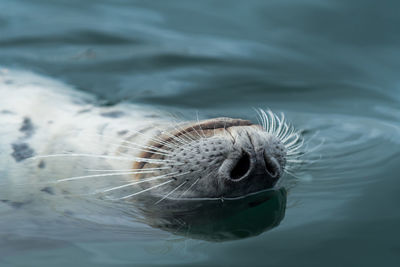 Close-up of seal swimming in sea