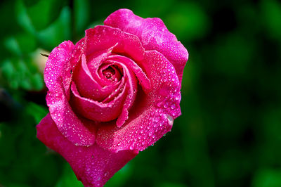 Close-up of wet rose