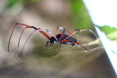 Close-up of spider on web