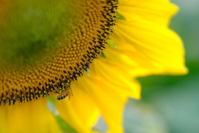 Close-up of yellow flower pollen