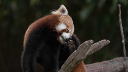 Close-up of red panda