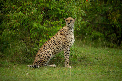 Female cheetah sits by bush looking round