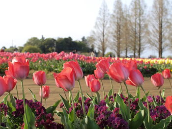 Close-up of pink tulips on field against sky