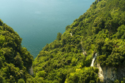 High angle view of trees growing in forest