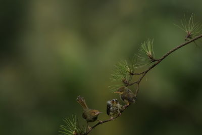 Close-up of birds sitting on branch