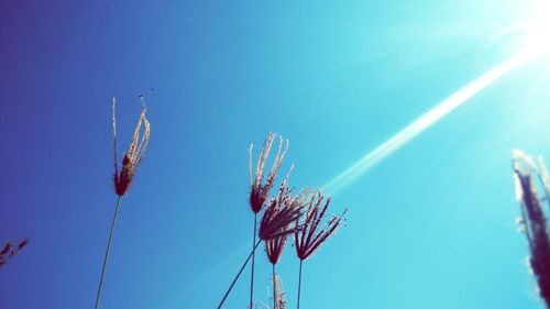 Low angle view of ferris wheel against blue sky