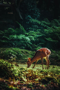 Deer standing on field